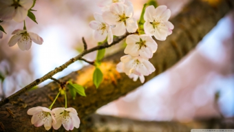 let_the_cherry_blossoms_bloom-wallpaper-1920x1080.jpg